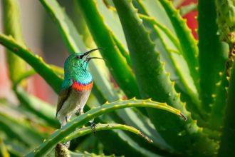 Produits de soins naturels à l'aloe vera en boutique spécialisée